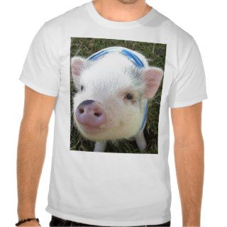 Cute Pot Belly Pig Tee Shirt