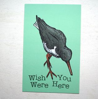 seaside oystercatcher postcard by goodnight boutique