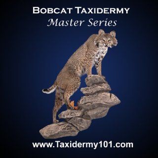 Lifesize Bobcat Taxidermy Training Video on DVD; Learn How To Do Bobcat Taxidermy Master Taxidermist Bill Atkins Movies & TV