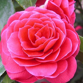 valentines gift stunning red camellia by giftaplant