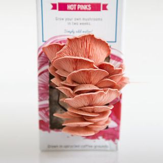 hot pink grow your own mushroom kit by espresso mushroom company