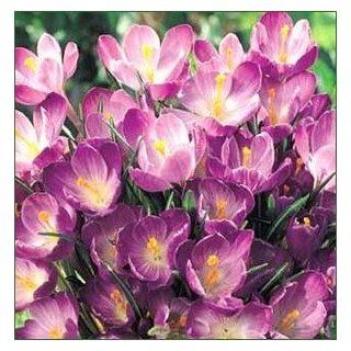 Crocus Flower Record 9 10 cm. (100 pack)  Plant Bulb Products  Patio, Lawn & Garden
