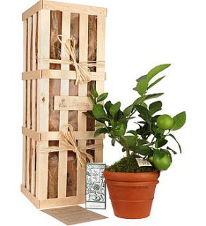 the lemon tree gift crate by the gluttonous gardener
