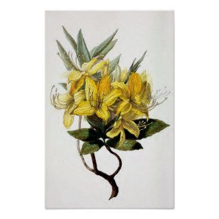 "Azalea Pontica" Vintage Flower Illustration Print