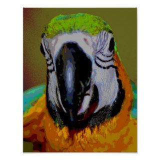 Blue Gold Macaw Face Parrot Art Poster