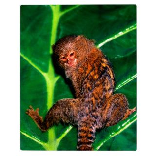 Monkey Hanging Out Pygmy Marmoset Photo Plaques