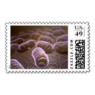 Microscopic view of bacteria stamp