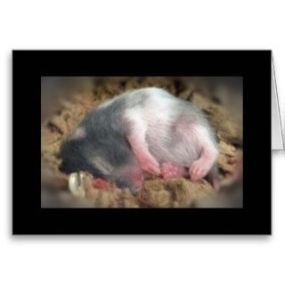 Sleeping Baby Hamster Greeting Card