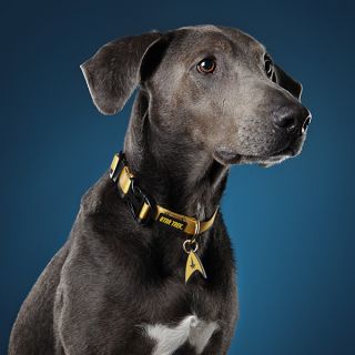 Star Trek Uniform Dog Collar