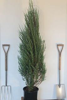 juniperus 'blue arrow' by todd's botanics