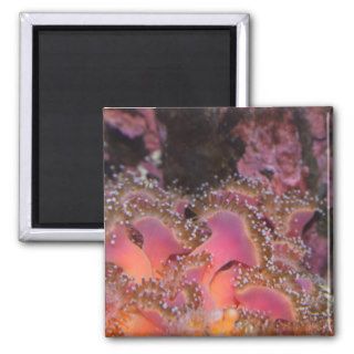 Jewels of the Sea   Sea Anemone Magnet