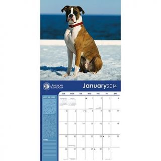 2014 Boxers American Kennel Club wall calendar