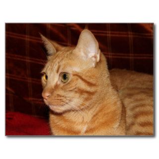 Orange Tabby Cat Face Profile Postcard