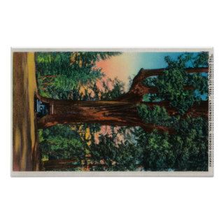 The Chandelier Tree, Underwood Park Print