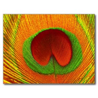 Peacock Feather Orange Post Cards