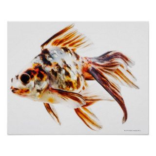 Calico Fantail Comet goldfish Poster
