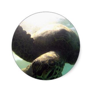 Hawaii Green Sea Turtle Sticker