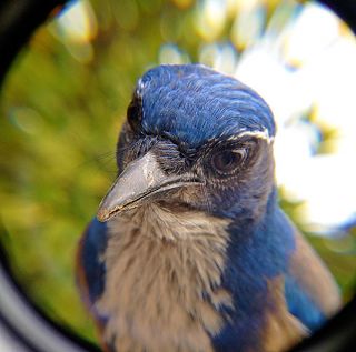 Bird Photo Booth