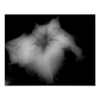 Japanese Iris Flower Black White Contrast Print