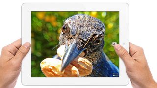 Bird Photo Booth