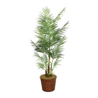 Laura Ashley 81 Tall Areca Palm Tree In 17 Fiberstone Planter