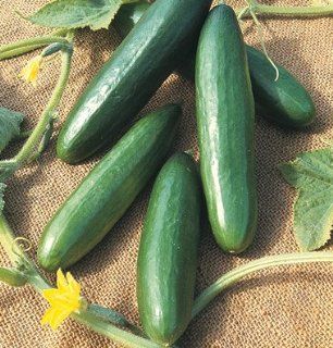 Cucumber Diva D2198 (Green) 25 Seeds by David's Garden Seeds  Vegetable Plants  Patio, Lawn & Garden