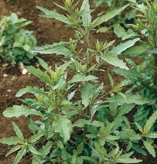 Herb Epazote D782 (Green) 500 Organic Seeds by David's Garden Seeds  Herb Plants  Patio, Lawn & Garden