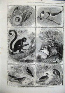 1864 Birds Cuckoo Duck Oppossum Monkey Jay Zoological   Prints