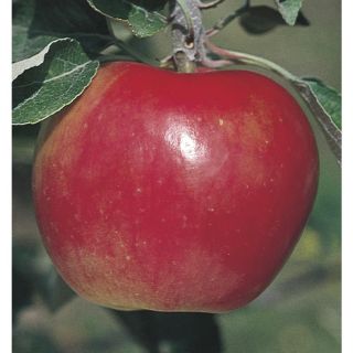 3.74 Gallon Winesap Apple Tree (L1270)
