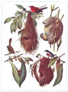 BIRDS Wonderful birds nests. Sunbird. Tailor  bird. (Hutchinson); print 1927  