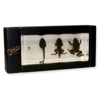 Life Cycle of Frogs in Acrylic Block