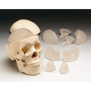 Skull Budget Classroom Model with 8 Part Brain
