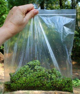 Live Duckweed ~ 150 + Starter Kit ~ Grown Indoors ~ Fish Poultry Food  Aquatic Plants  Patio, Lawn & Garden