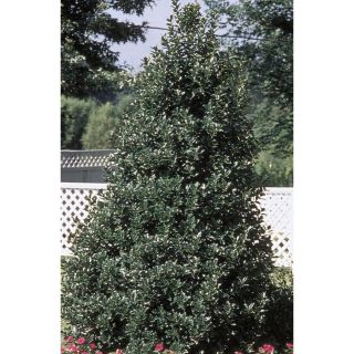27.17 Gallon Insignificant Oakleaf Holly (L9746)
