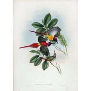Art Nectarinia Ignicauda (Fiery tailed Sun Bird)  Lithography  John Gould