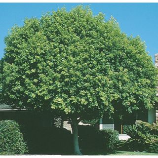 3.61 Gallon Indian Laurel Tree (L14192)