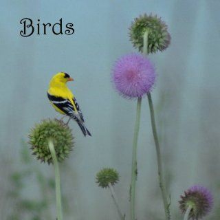 Nature Sounds Song Birds Soothing Relaxation CD No Music Added Music