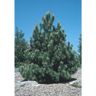 10.25 Gallon Austrian Black Pine (L3618)