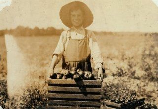 1916 child labor photo 12 year old boy carrying heavy crate of tomatoes on fa b8  