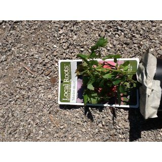 'Morden Blush' Rose Bush   SUPER HARDY, EVEN IN CANADA   4" Pot Patio, Lawn & Garden
