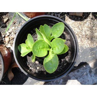 Climbing Malabar Spinach 60 Seeds   Ornamental/Edible  Spinach Plants  Patio, Lawn & Garden