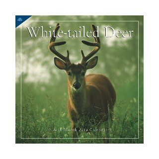 White Tail Deer 2010 Wall Calendar Inc.   Avalanche Lang Holdings 9781604349610 Books