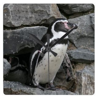 Humboldt Penguin Close up Photo Square Wall Clock
