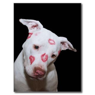 White Puppy Dog Love, Sealed with Lipstick Kisses Post Cards