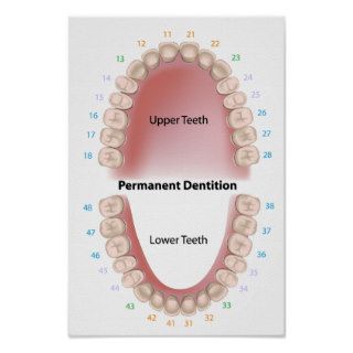 Permanent teeth adult dentition Poster