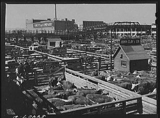 Photo Cattle, Hereford mostly, for sale in Denver stockyards. Denver, Colorado   Prints