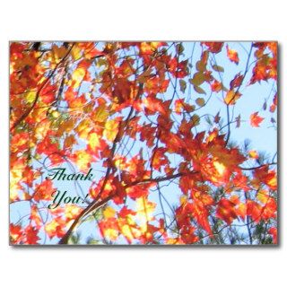 Fall in Maine USA and Thank You Post Cards