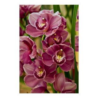 Cymbidium Orchid Posters