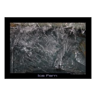 Ice Fern Poster