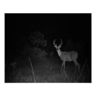 Deer in the Headlights Hunter Game Cam Shot Posters